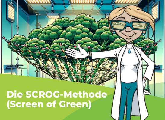 Was ist die ScrOG-Methode? - Screen of Green - ScrOG-Methode: Leitfaden für Grower