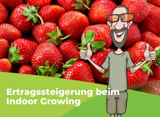 Wie bekommt man dickere Blüten? - Wie bekommt man dicke Buds Indoor?