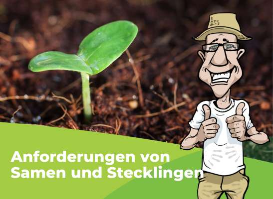 Tipps, um das Wachstum deiner Stecklinge und Sämlinge zu fördern. - Tipps, um das Wachstum deiner Stecklinge zu fördern.