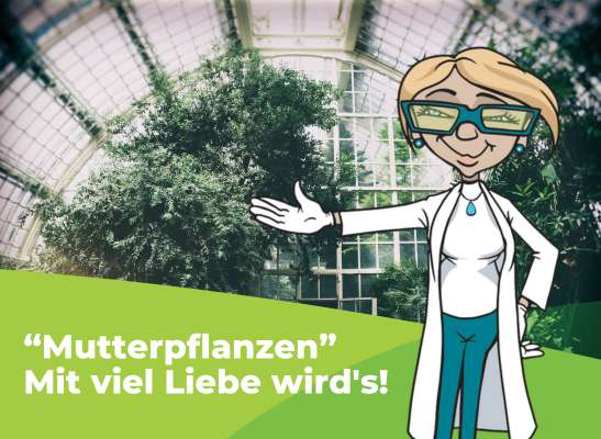 Tipps für das Arbeiten mit Mutterpflanzen und Stecklingen. - Tipps für das Arbeiten mit Mutterpflanzen und Stecklingen.