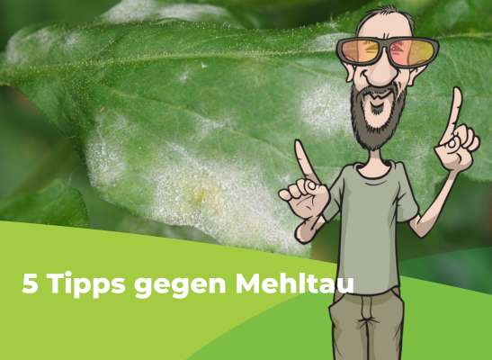 5 wertvolle Tipps zur Vermeidung von Mehltau - Wie kann man gegen Schimmel und Mehltau vorbeugen?