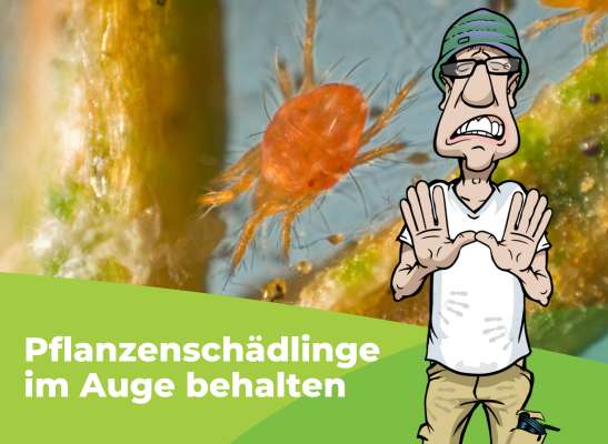 Vorbeugung gegen Pflanzenschädlinge beim Indoor-Growing - Vorbeugung gegen Pflanzenschädlinge beim Indoor-Growing