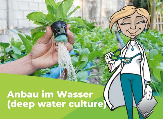 Wie funktioniert DWC? - Wie funktioniert DWC (Deep Water Culture)