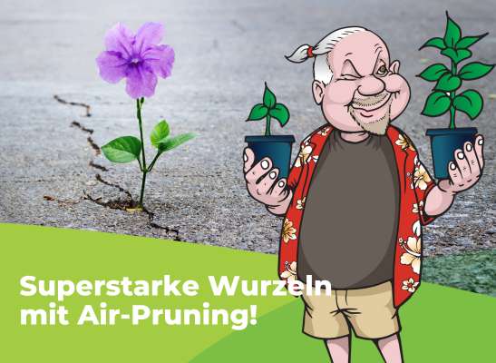 Vorteile des Luftschnitts durch Air-Pruning Töpfe - Vorteile des Luftschnitts durch Air-Pruning Töpfe