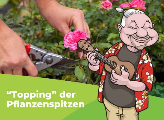 Warum Topping den Ertrag steigert - Warum Topping den Ertrag steigert
