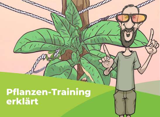 Der Unterschied zwischen Low-Stress-Training und High-Stress-Training  - Trainingsmethoden im Pflanzen-Anbau sind tolle Methoden um den Ertrag zu  steigern und das Wachstum einer Pflanze zu steuern.