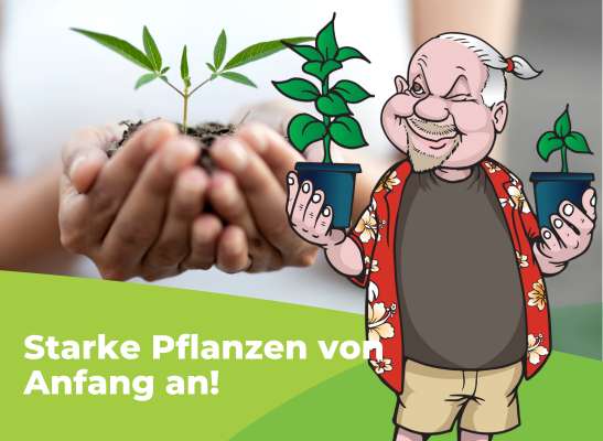 Wie man Monokieselsäure bei Stecklingen anwendet - Wie man Monokieselsäure bei Klonen und Sämlingen anwendet
