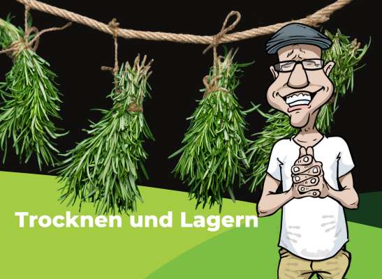 Wie trocknet man die Blüten? - wie-trocknet-man-die-blüten?