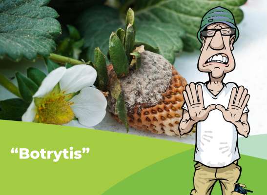 Wie du Botrytis in deiner Growbox verhindern kannst. - Wie du Botrytis in deiner Growbox verhindern kannst.