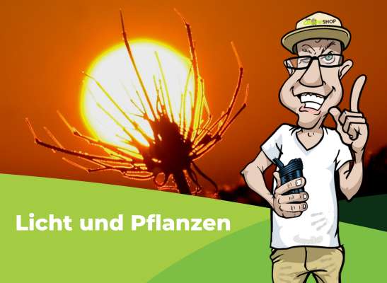 Wie absorbieren Pflanzen Licht? - Wie absorbieren Pflanzen Licht? | Growblog