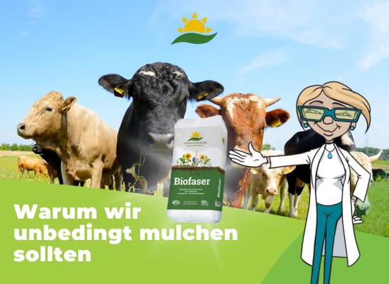 Die Bio Faser von Sonnenerde, die heimliche Königin des Gartens, oder warum wir unbedingt mulchen sollten - Mulchen mit Bio Faser: biologischer Anbau mit Rindermulch