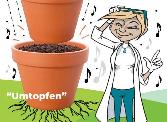 Effektives Umtopfen: Tipps für erfolgreiches Umtopfen - Umtopfen im Homegrowing: Anleitung und Tipps zum Umtopfen