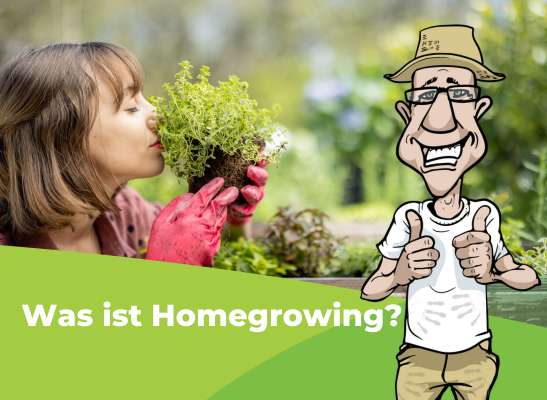 Home Growing: 4 gute Gründe sich selbst zuhause mit frischem Grün zu versorgen - Vier Vorteile von Home-Growing