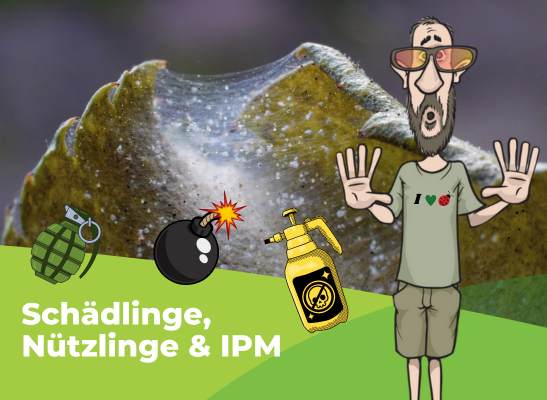 Schädlinge, Nützlinge & IPM beim Homegrow -  Integrated Pest Management im Eigenanbau: Trauermücken, Thripse, Blattläuse & Schnecken effektiv bekämpfen