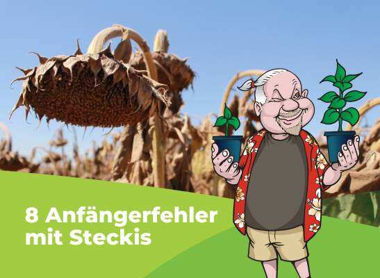 Fehler bei Steckis