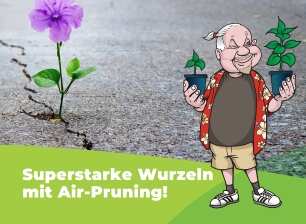 Blume bricht durch Boden