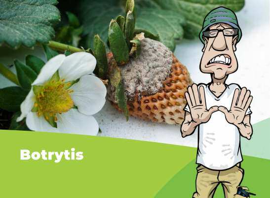 Botrytis