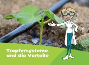 Ein Tropfersystem und eine kleine Pflanze zu sehen