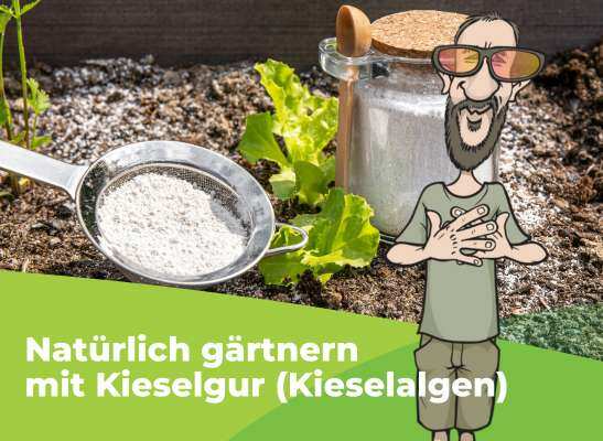 Everest erklärt Kieselalgen