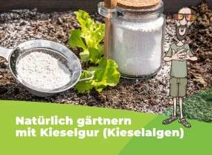 Kieselgur-Pulver in Glas und Sieb