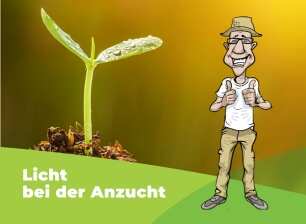 Sämling im Sonnenschein