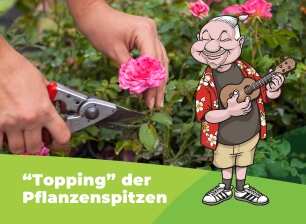 Rosen werden beschnitten