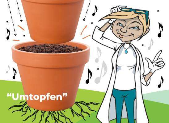 Umtopfen