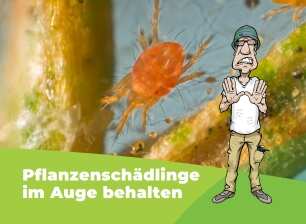 Dirk warnt vor Schädlingen