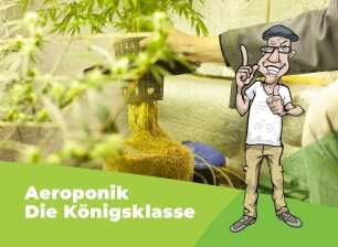 Pflanzenwurzeln hängen aus einem Topf unten heraus