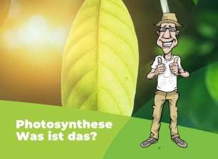 lichtabsorption bei pflanzen