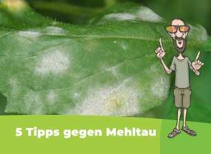 Everest erklärt Mehltau
