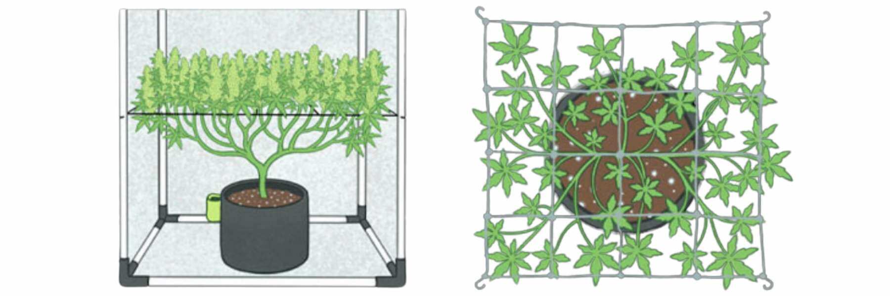 Screen of Green (ScrOG): links in der Blüte und rechts mit Ranknetz