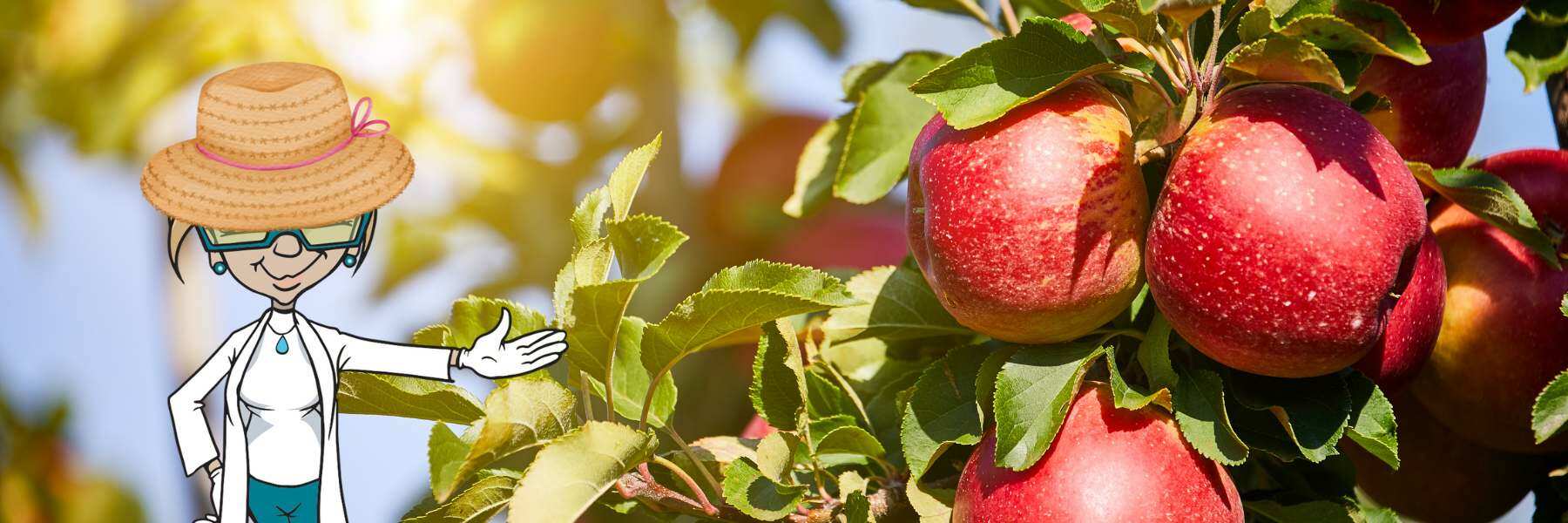 fast flowering seeds sind eine interessante alternative
