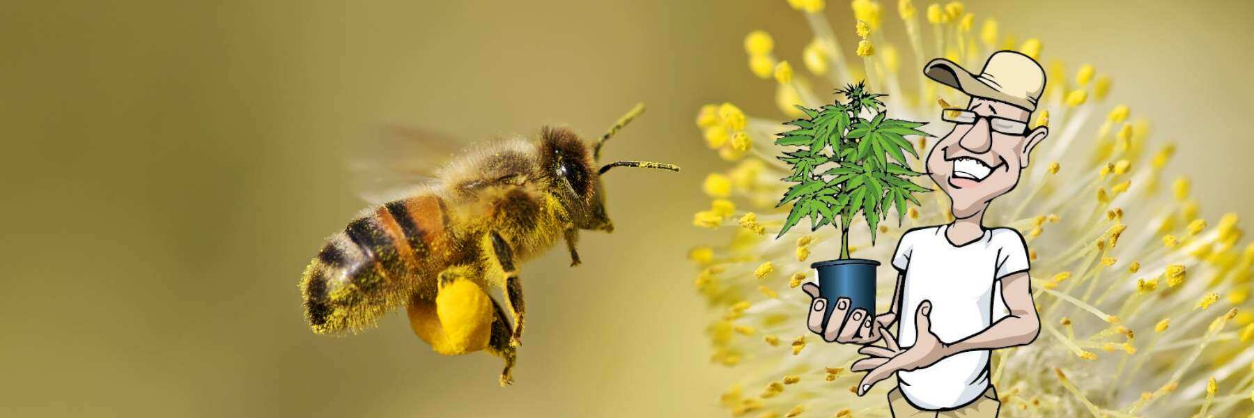 reguläre pflanzen können männliche blüten bilden