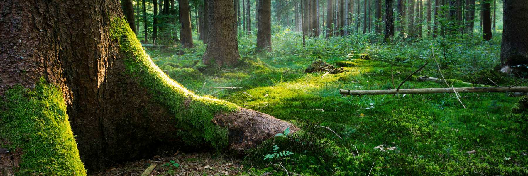 bedeckter boden biofaser waldboden organisch biologisch