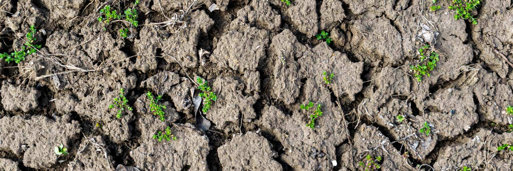 wasserabweisend hydrophober Boden Mulchschicht fehlt