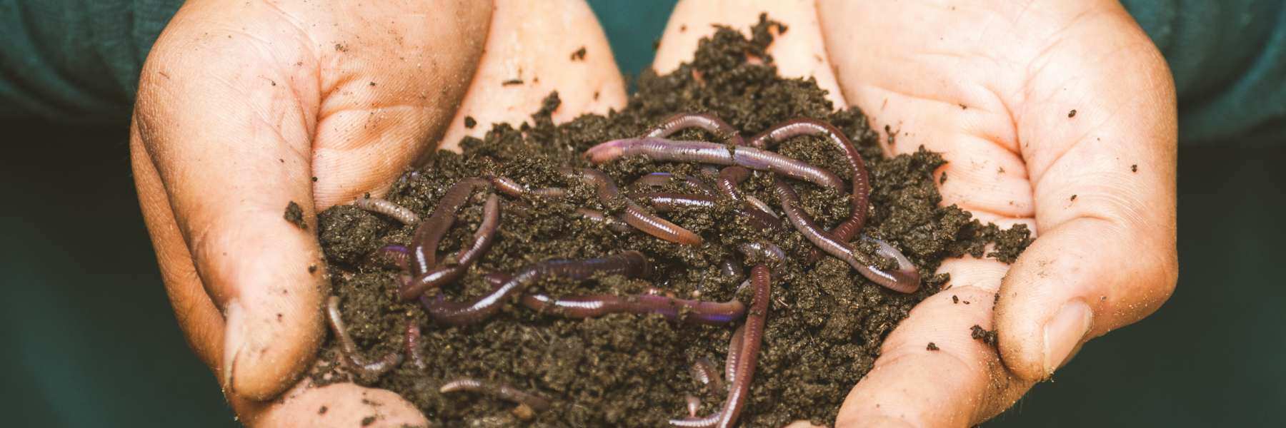 Regenwürmer in biologischer Erde Sonnenerde