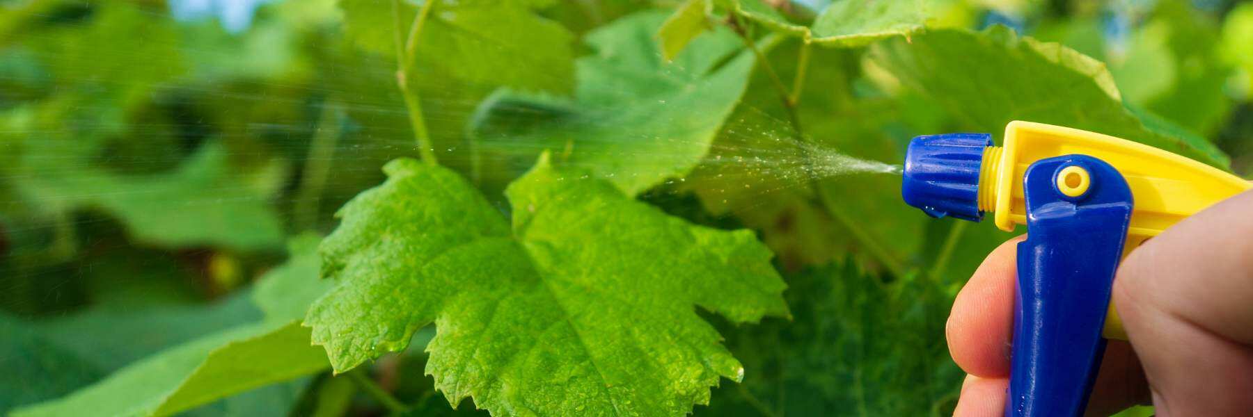 Schädlingsbekämpfung im Homegrow