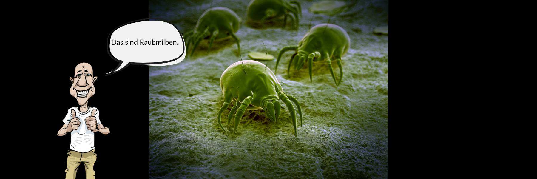 IPM Raubmilben amblyseius neoseiulus californicus