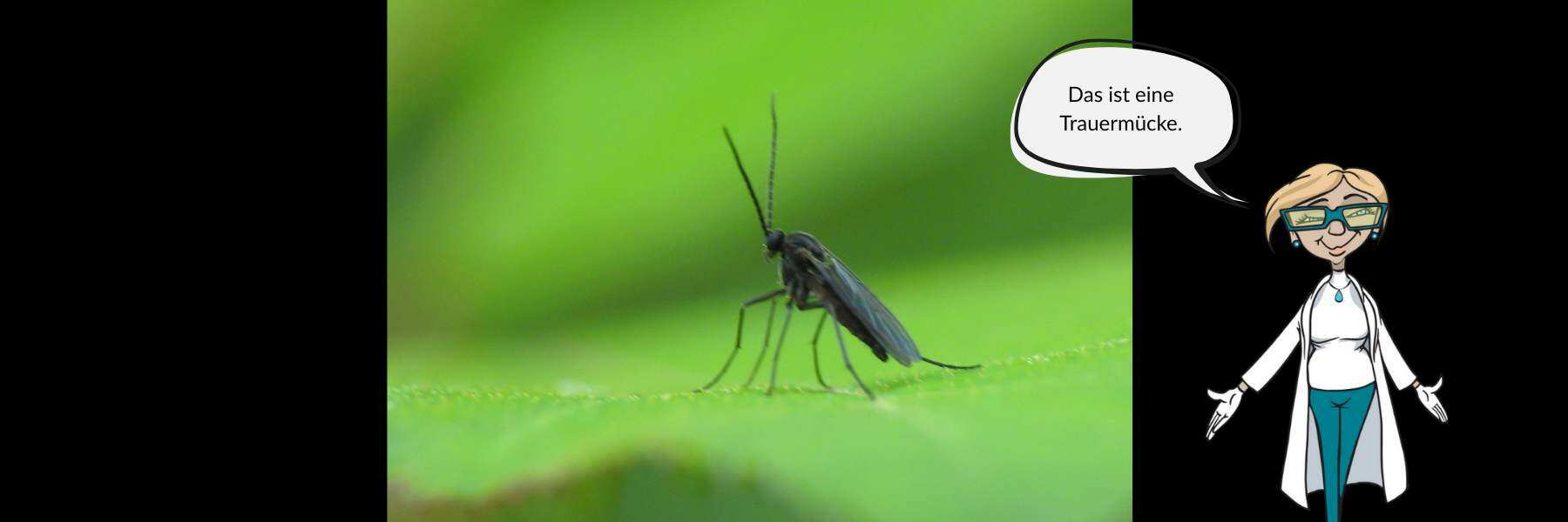trauermücken bekämpfen biologische mittel
