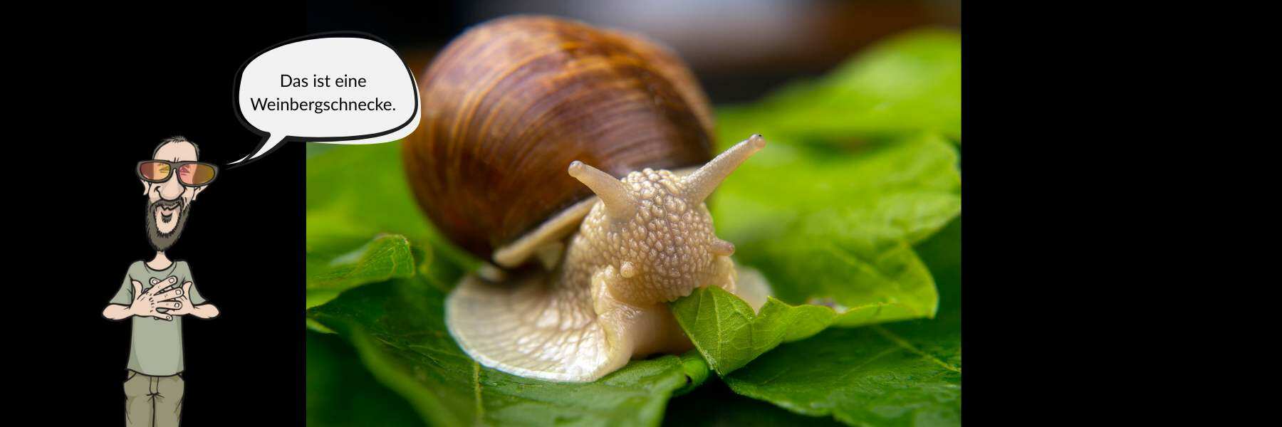 Schnecken im Homegrow Schneckenmittel