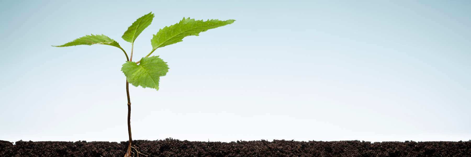 Der Unterschied zwischen Low-Stress-Training und High-Stress-Training