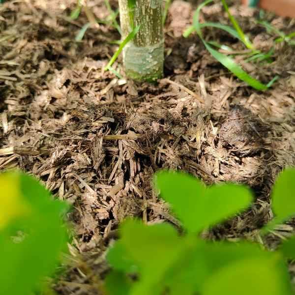 biofaser sonnenerde mulch
