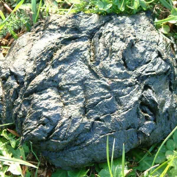 kuh dung fladen biofaser mulch
