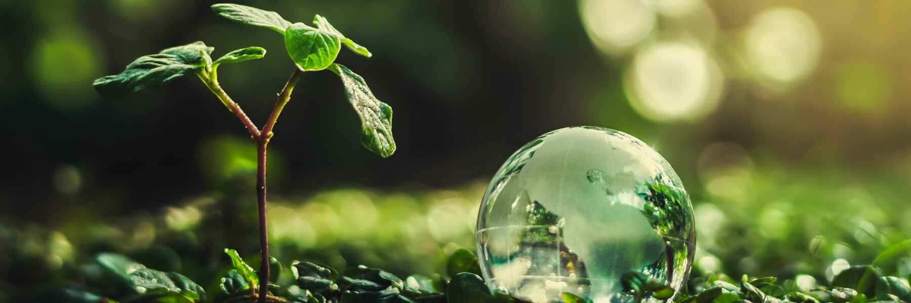 umweltschutz biologischer gartenbau