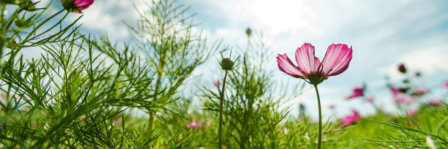 wann leitet man die blüte ein
