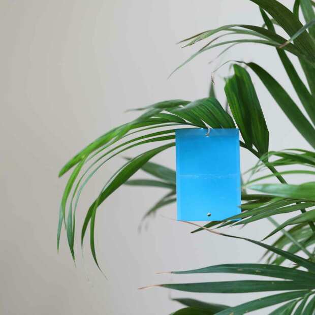 Andermatt Biogarten | Blaufallen | Blautafeln zum Aufhängen | 10 Stück