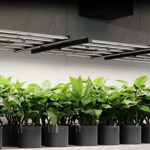 AC Infinity IONFRAME EVO8 | Samsung LM301H EVO LED Grow Light | 730W | bis 150 x 150 cm