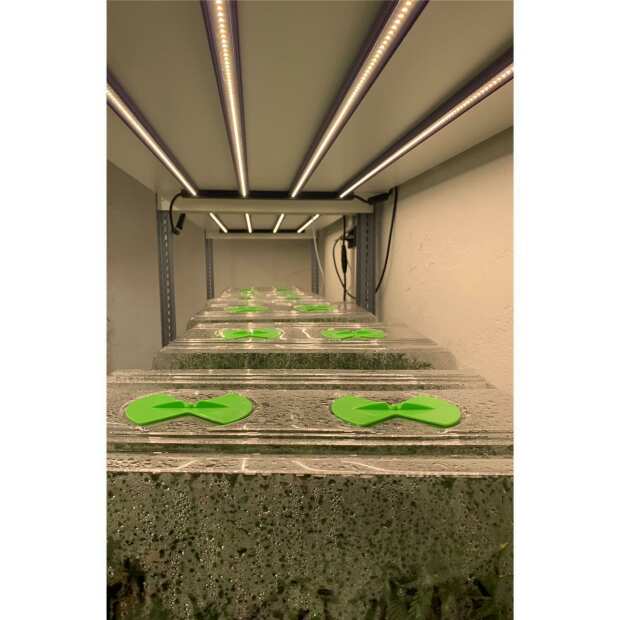 Lumatek | 120W Anzucht LED-Lampe | Sämlinge | Stecklinge | Vertical Farming | 120 Watt | 308 µmol/s