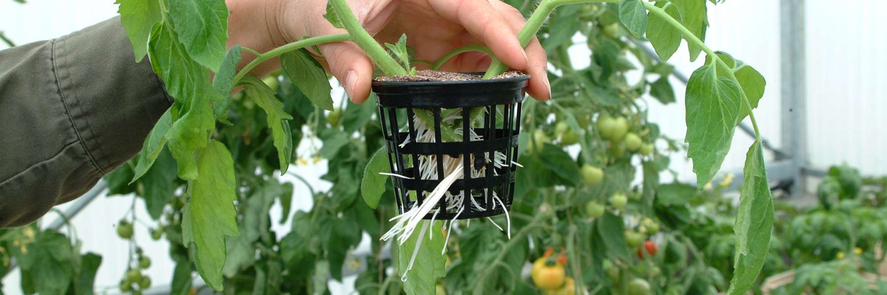 stecklinge oder sämlinge sind ausreichend bewurzelt und können umgetopft werden